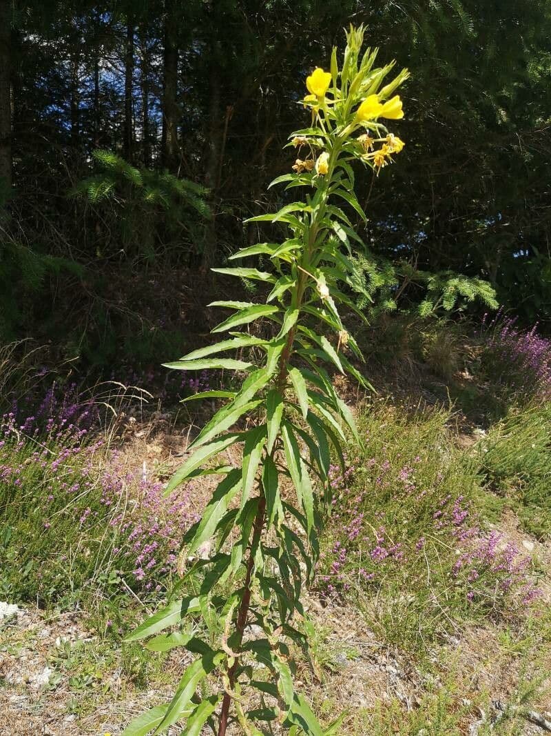 Enagra parviflora 13