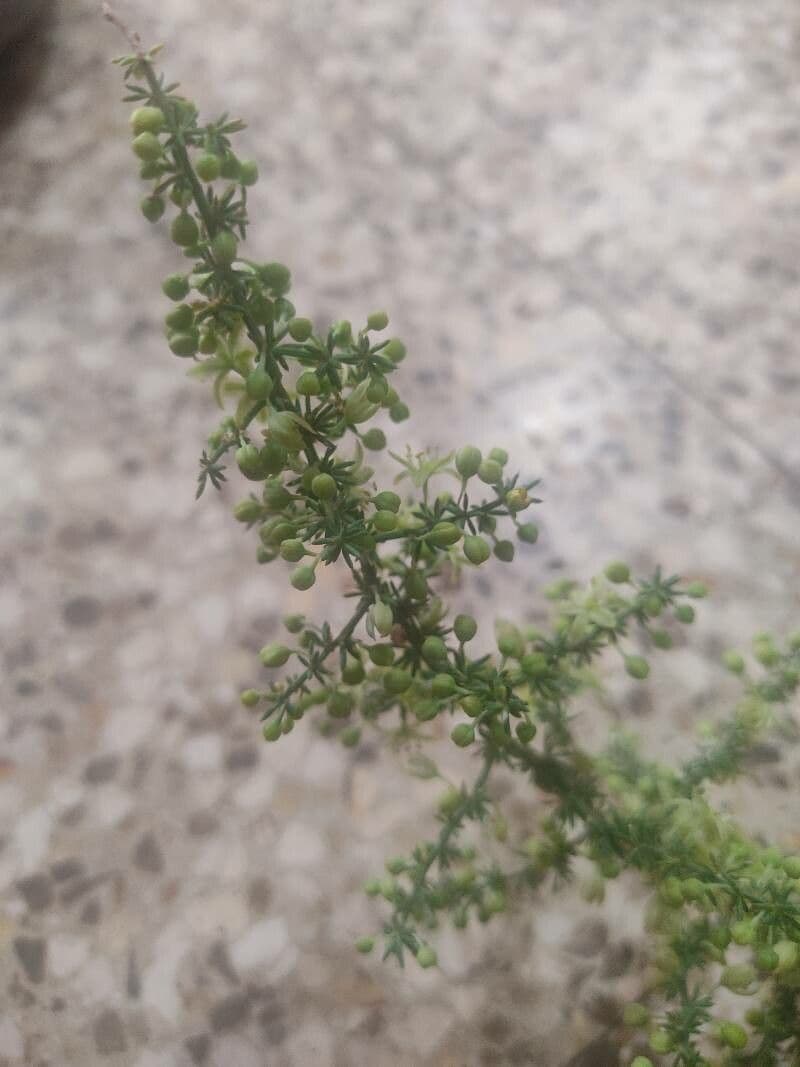 Asparago selvatico 8