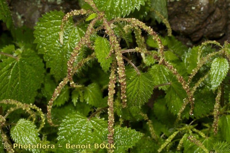 Ortica morifolia 17