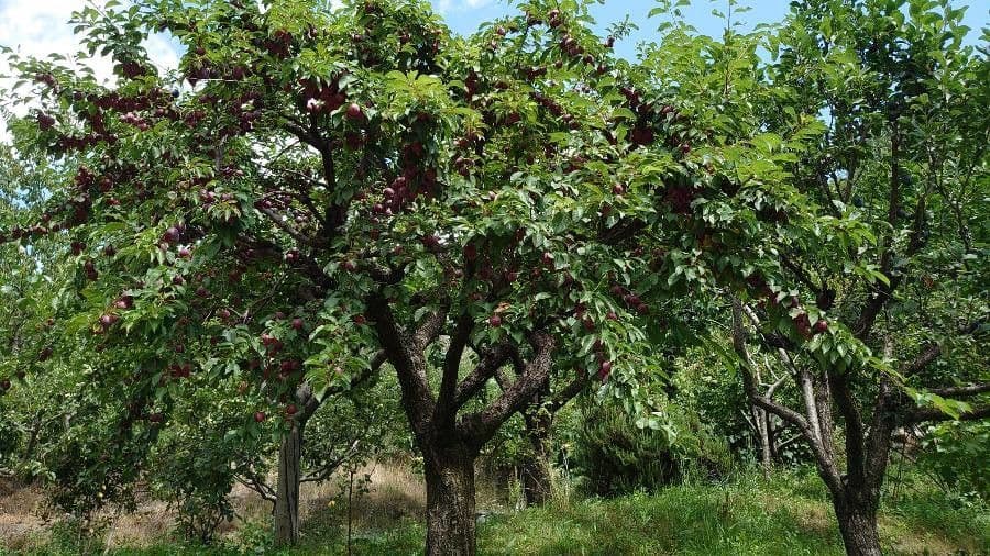 Prugna Damaschina 11