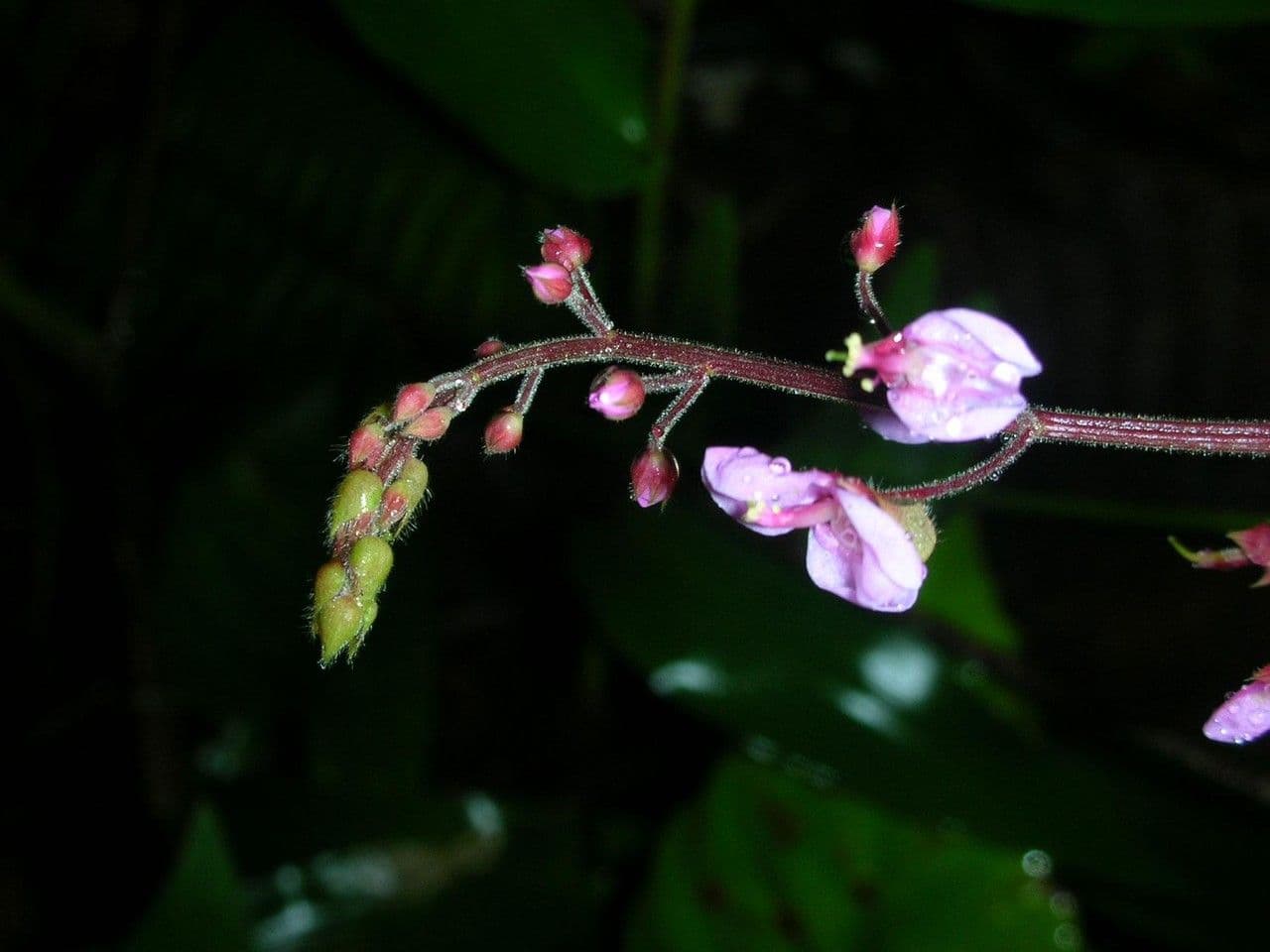 Desmodium 13