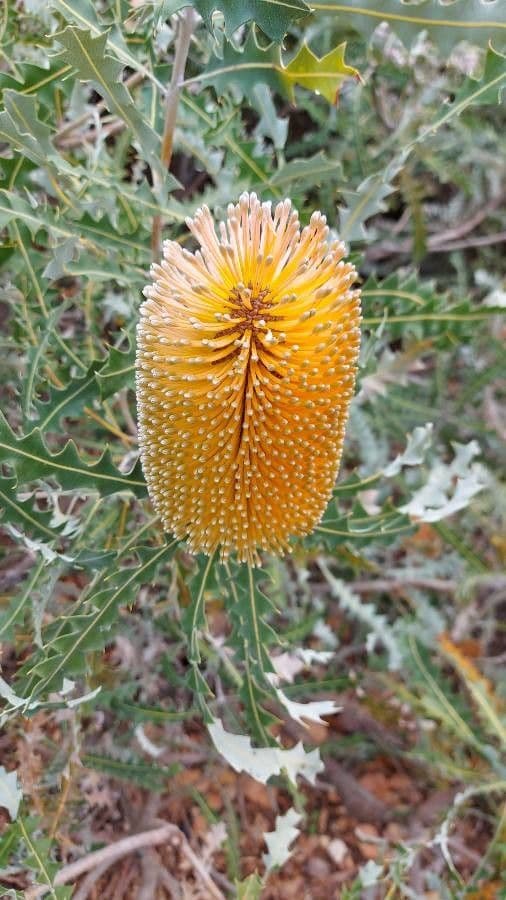 Banksia 5