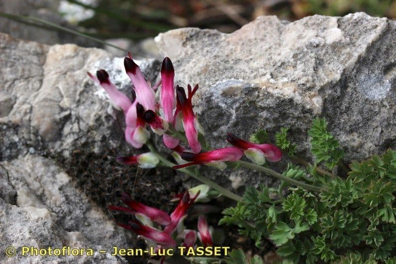 Fumaria macrosepala 6