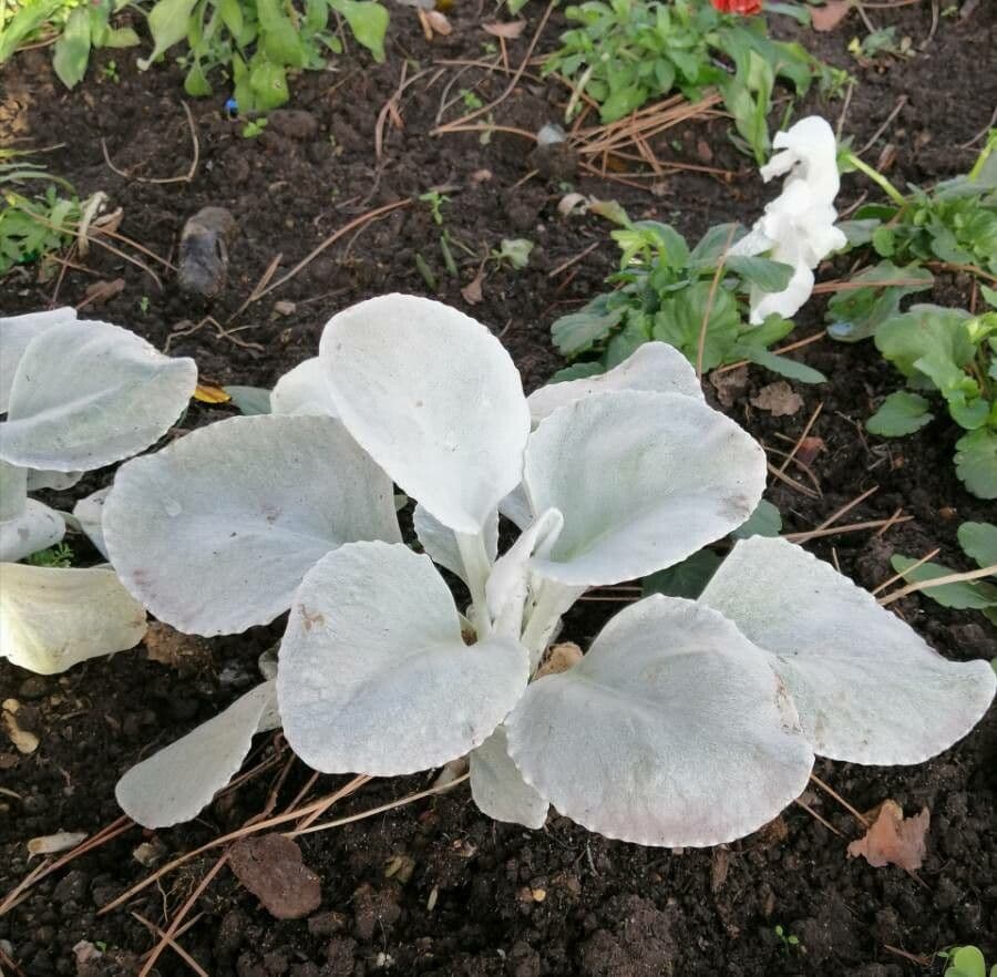 Senecio 5