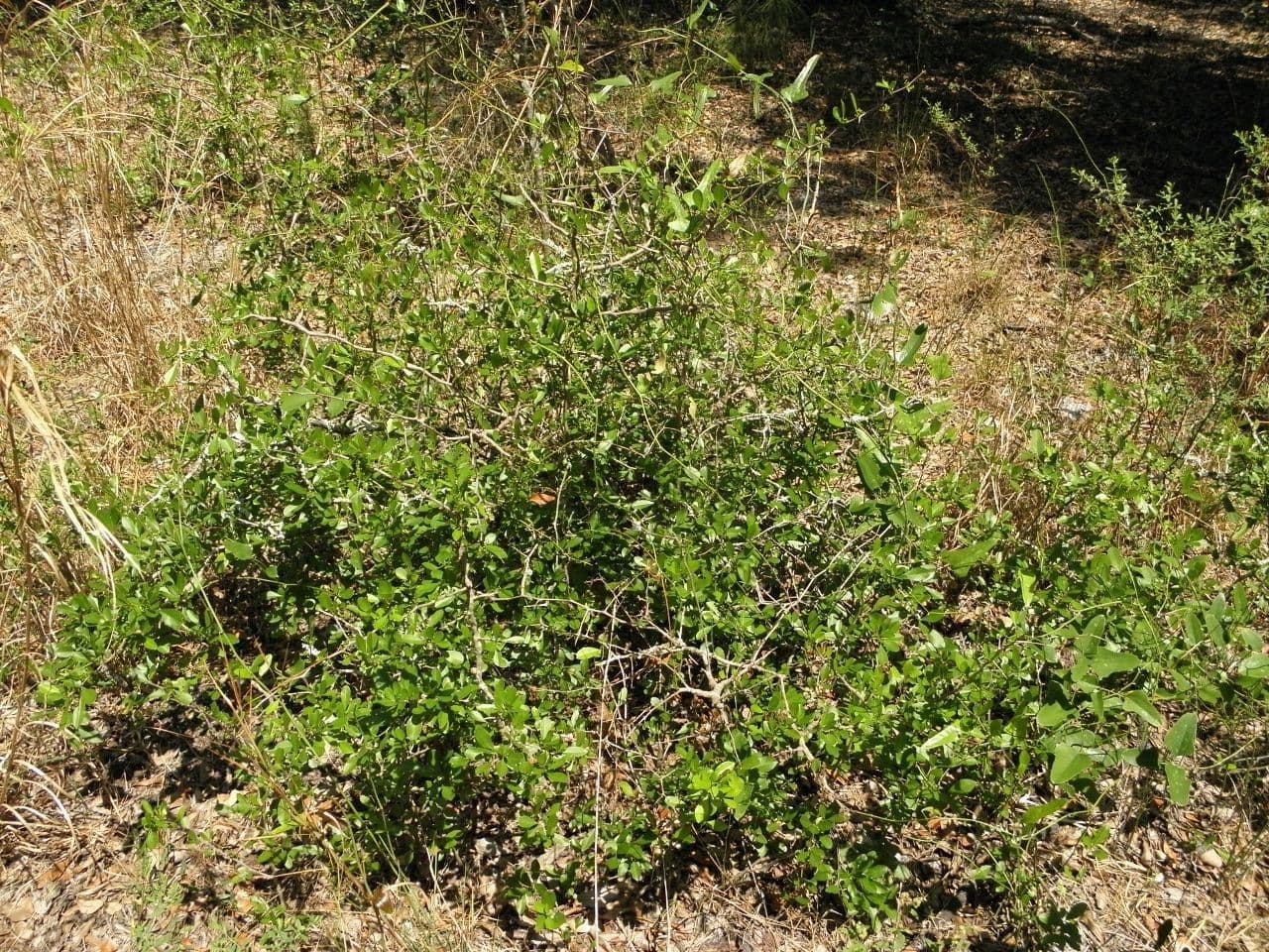 Sideroxylon