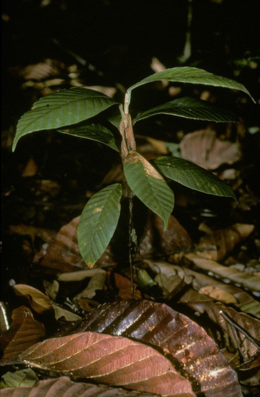 Dipterocarpus 11