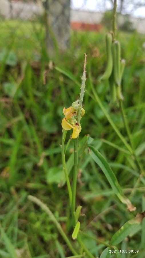 Crotalaria lanceolata 5