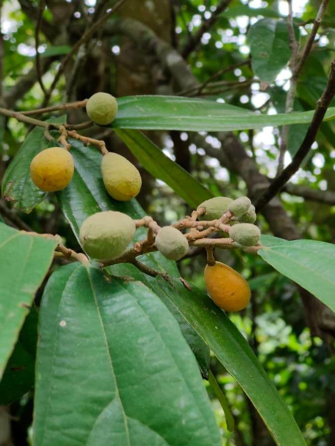 Grewia