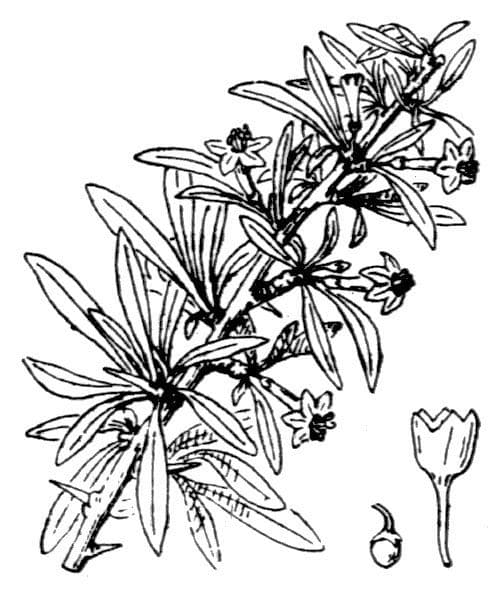 Licium europeo 27