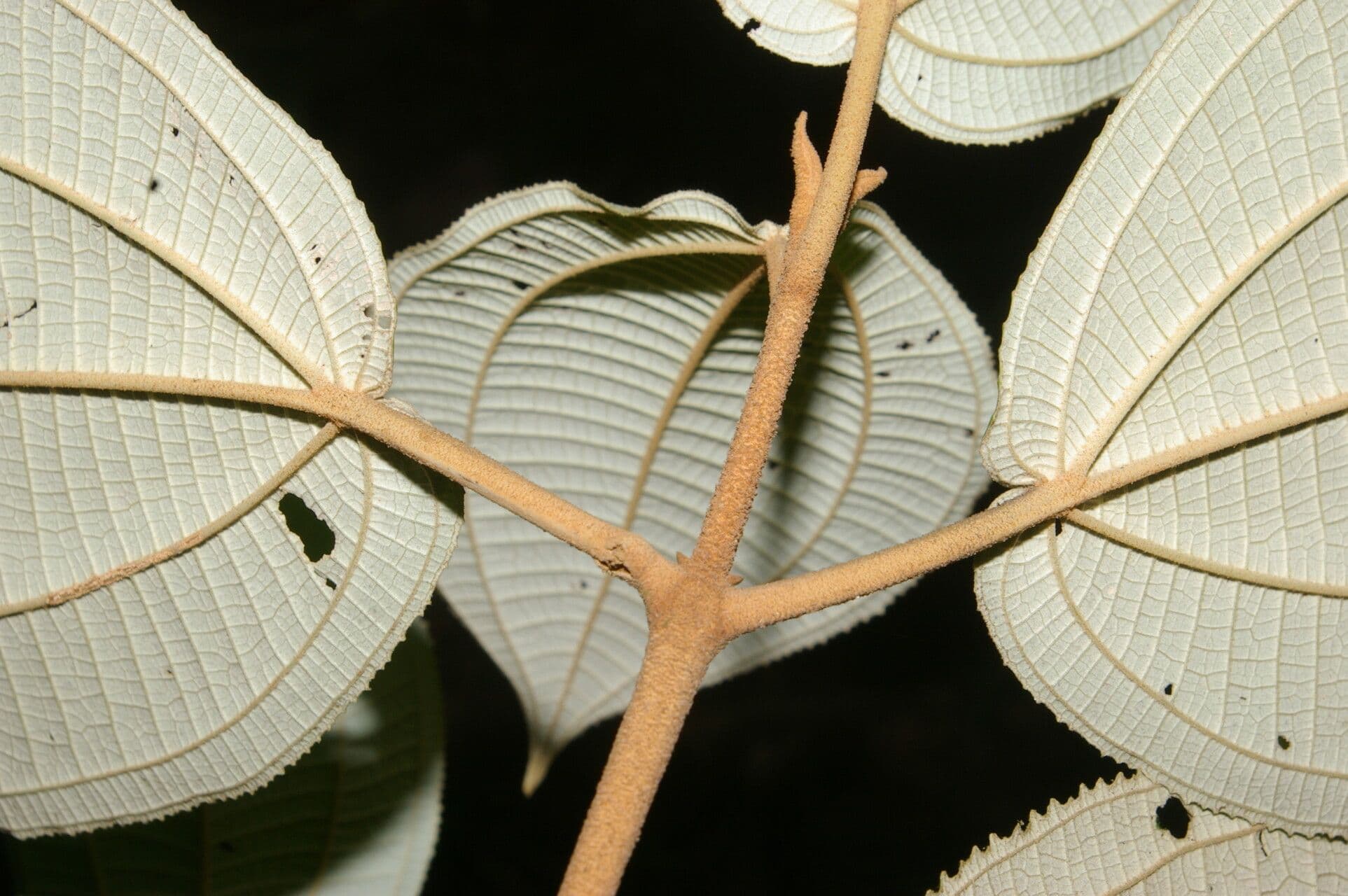 Miconia bubalina 7