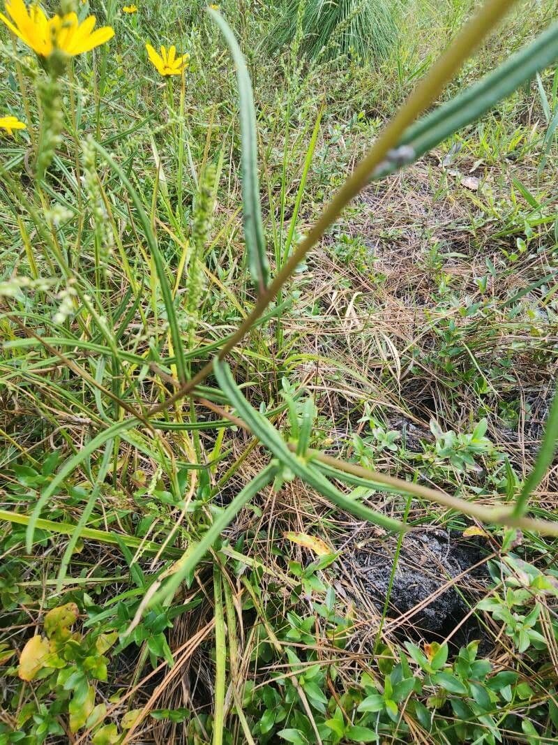 Schmalblättrige Sonnenblume 15