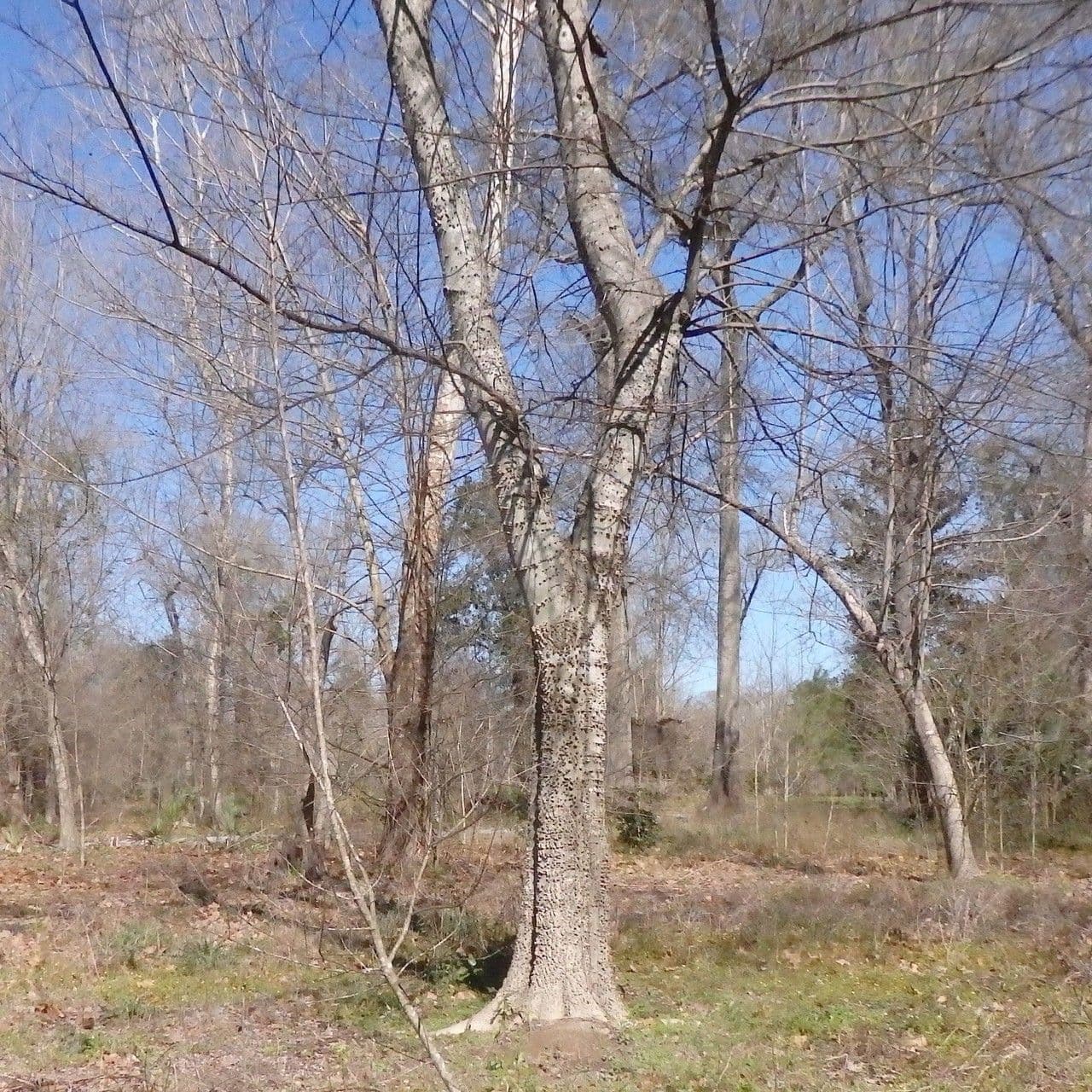 Celtis laevigata 10