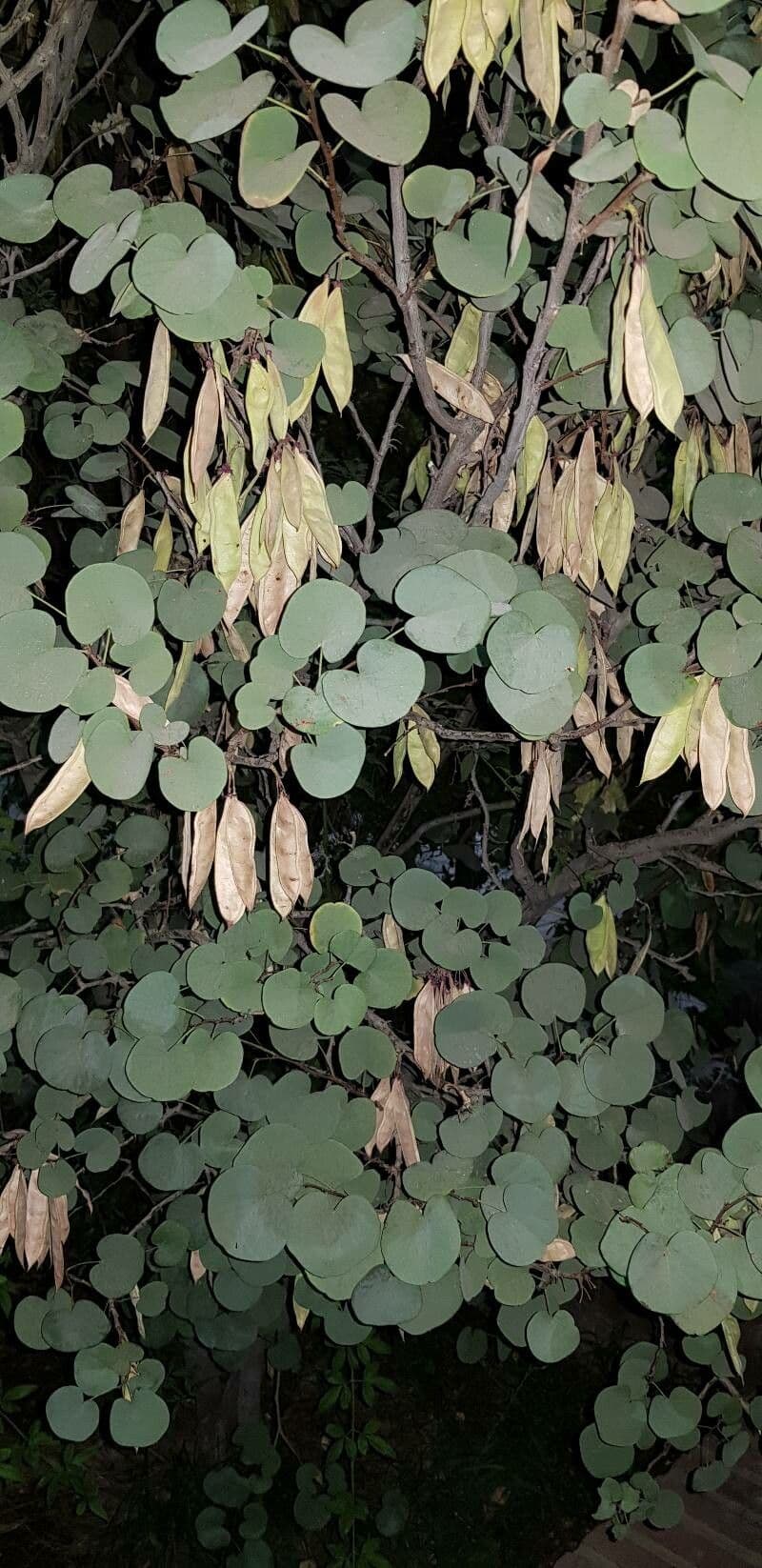 Dichondra