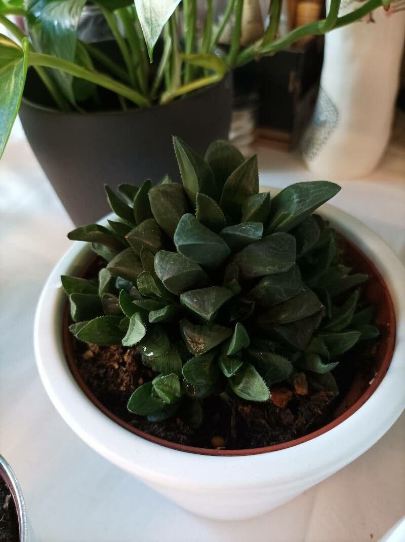 Hawortia 22
