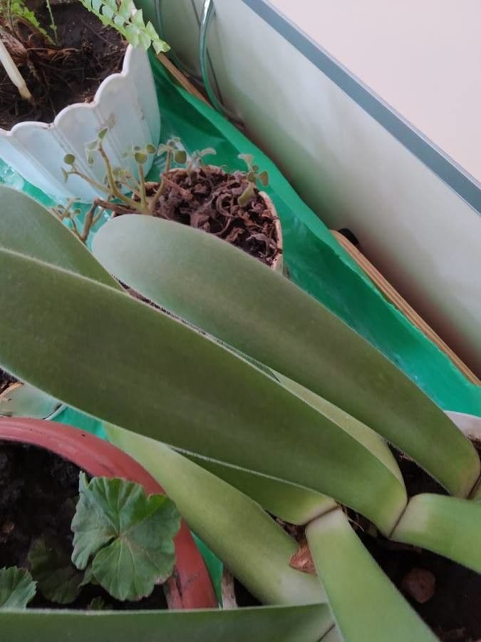 Haemanthus 13
