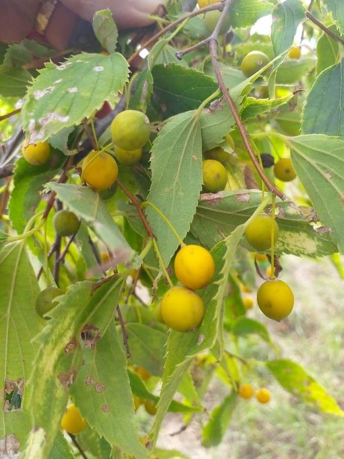 Bagolaro 3
