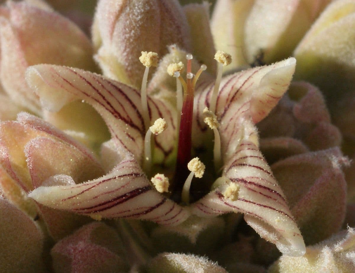 Donkey's ear 5