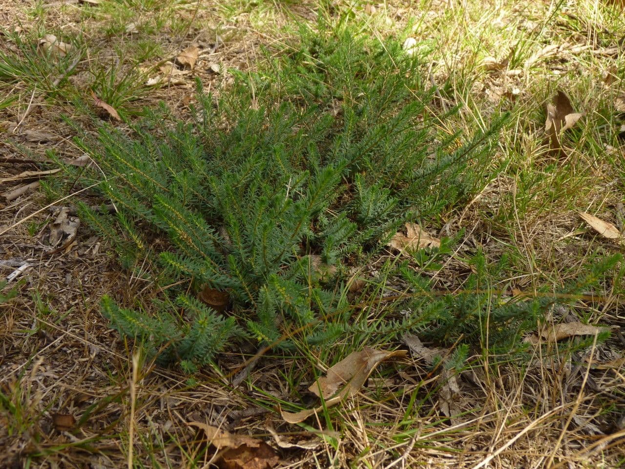 Thymelaea 5