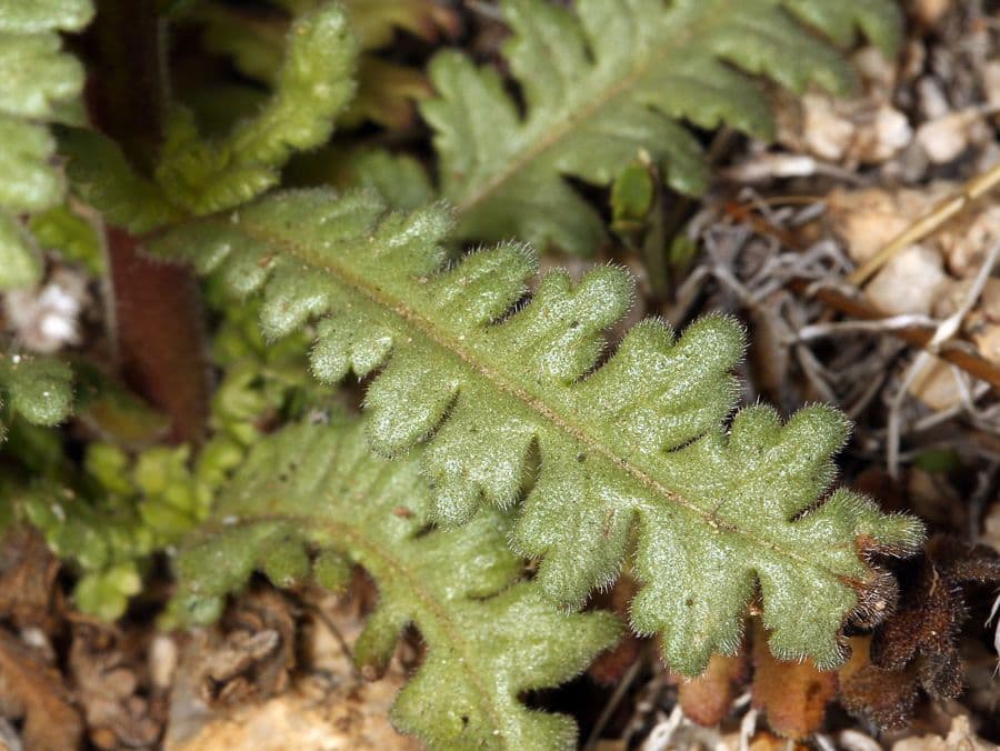 Emmenanthe penduliflora 16