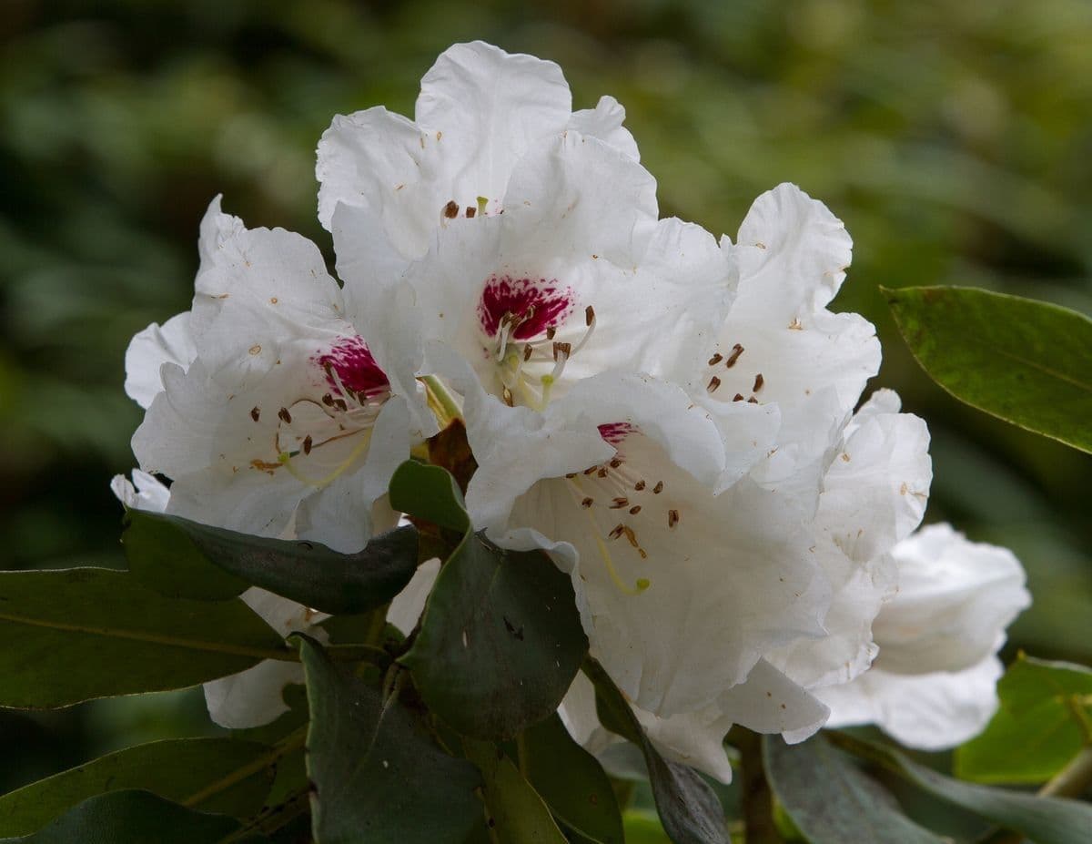 Rododendro 2
