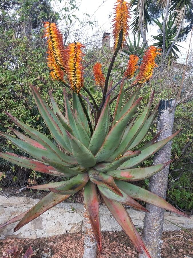 Transvaal-Aloe 12