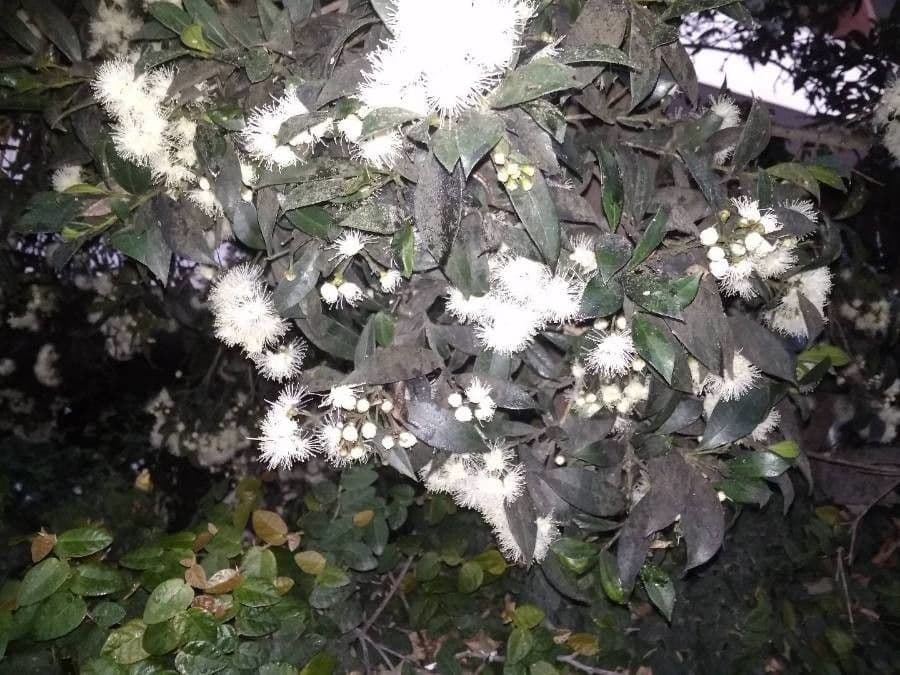 Amomyrtus meli 5