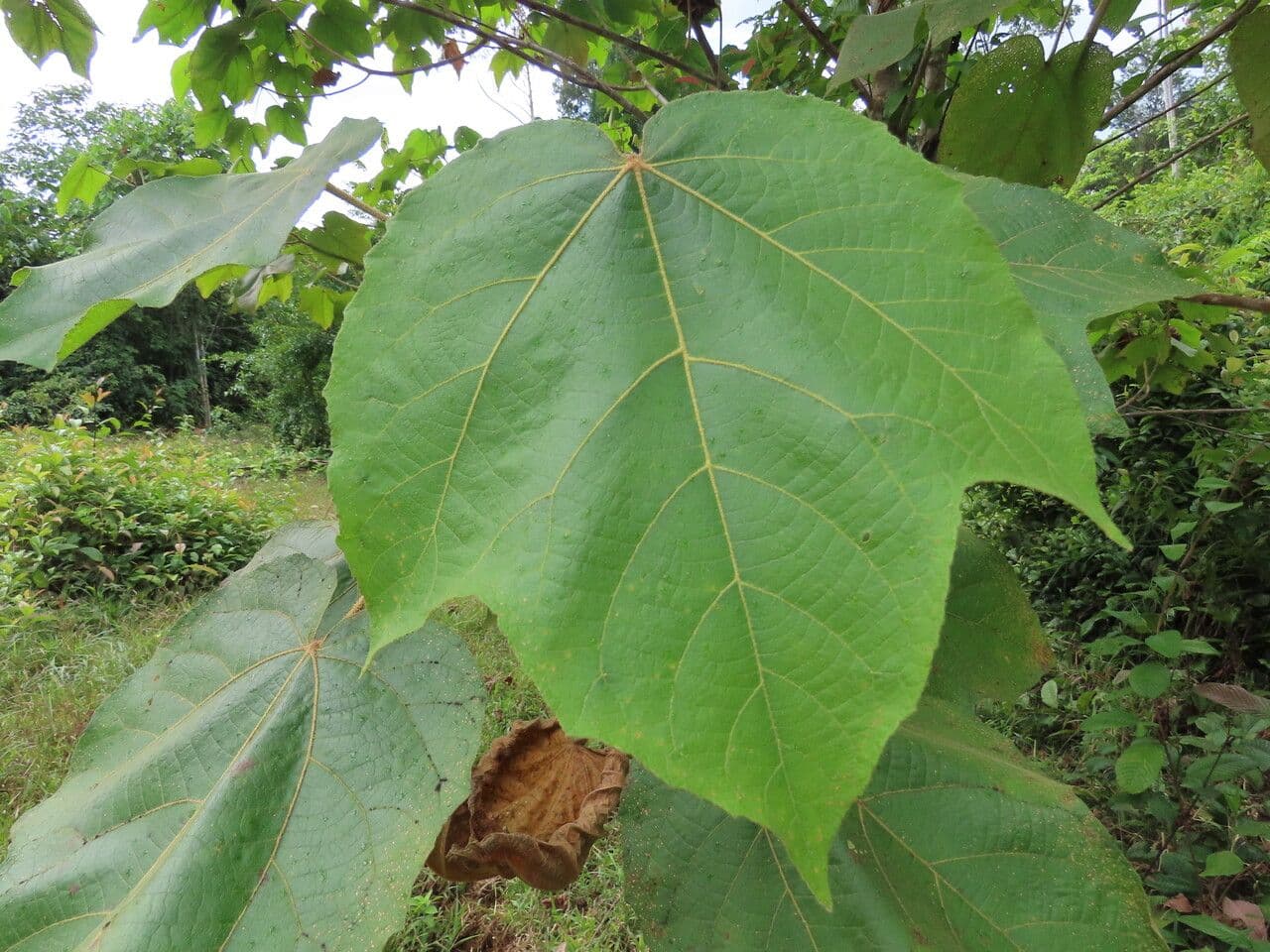 Croton 4
