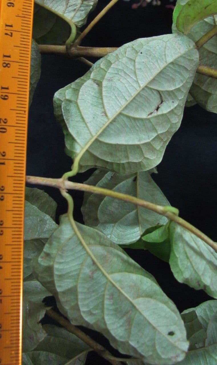 Banisteriopsis muricata 17