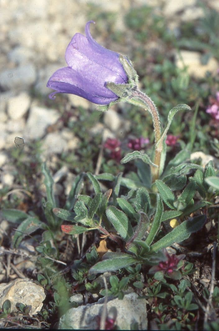 Campanula alpestre 15