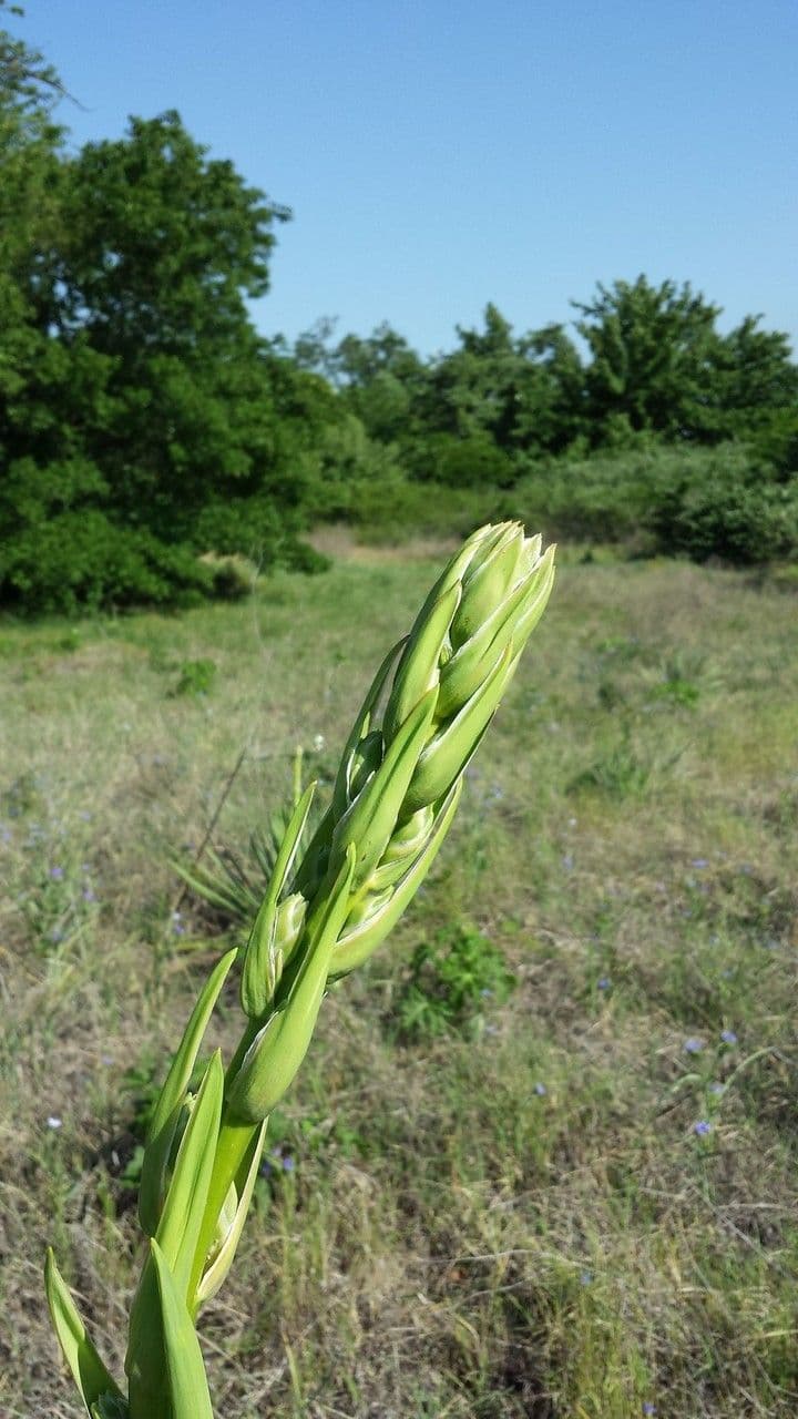 Brazos-Fluss-Yucca 5