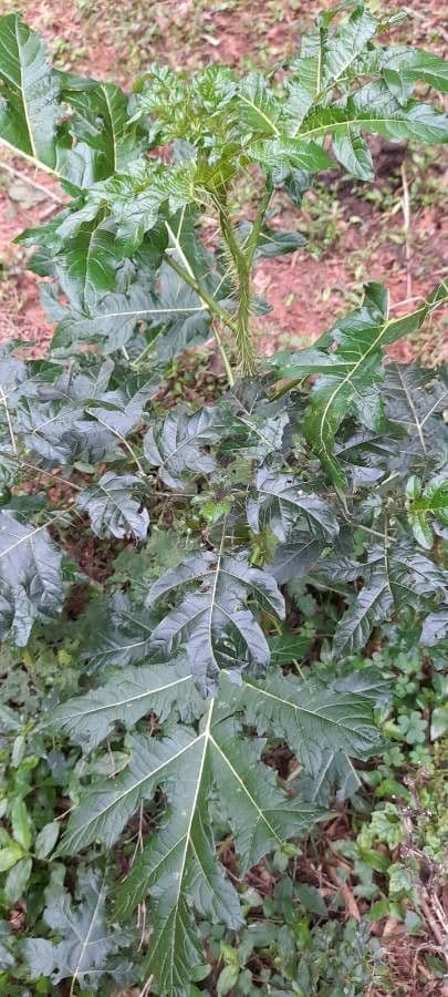 Psian palinacanthum 9