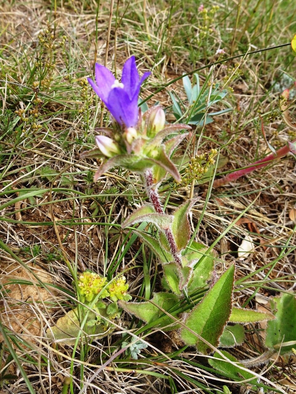 Campanula agglomerata 14
