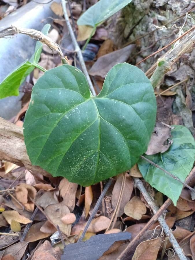 Cissus 9