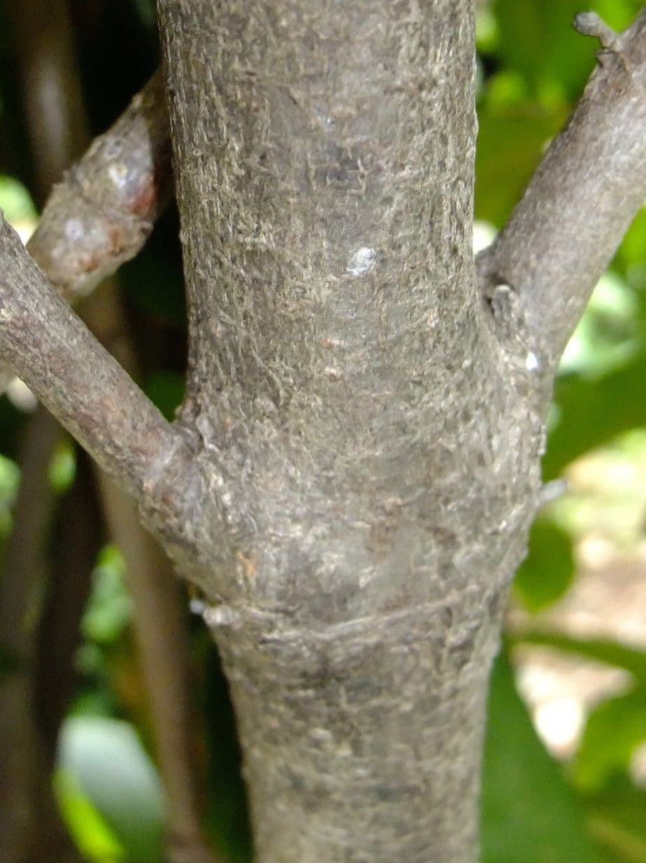 Ixora 21