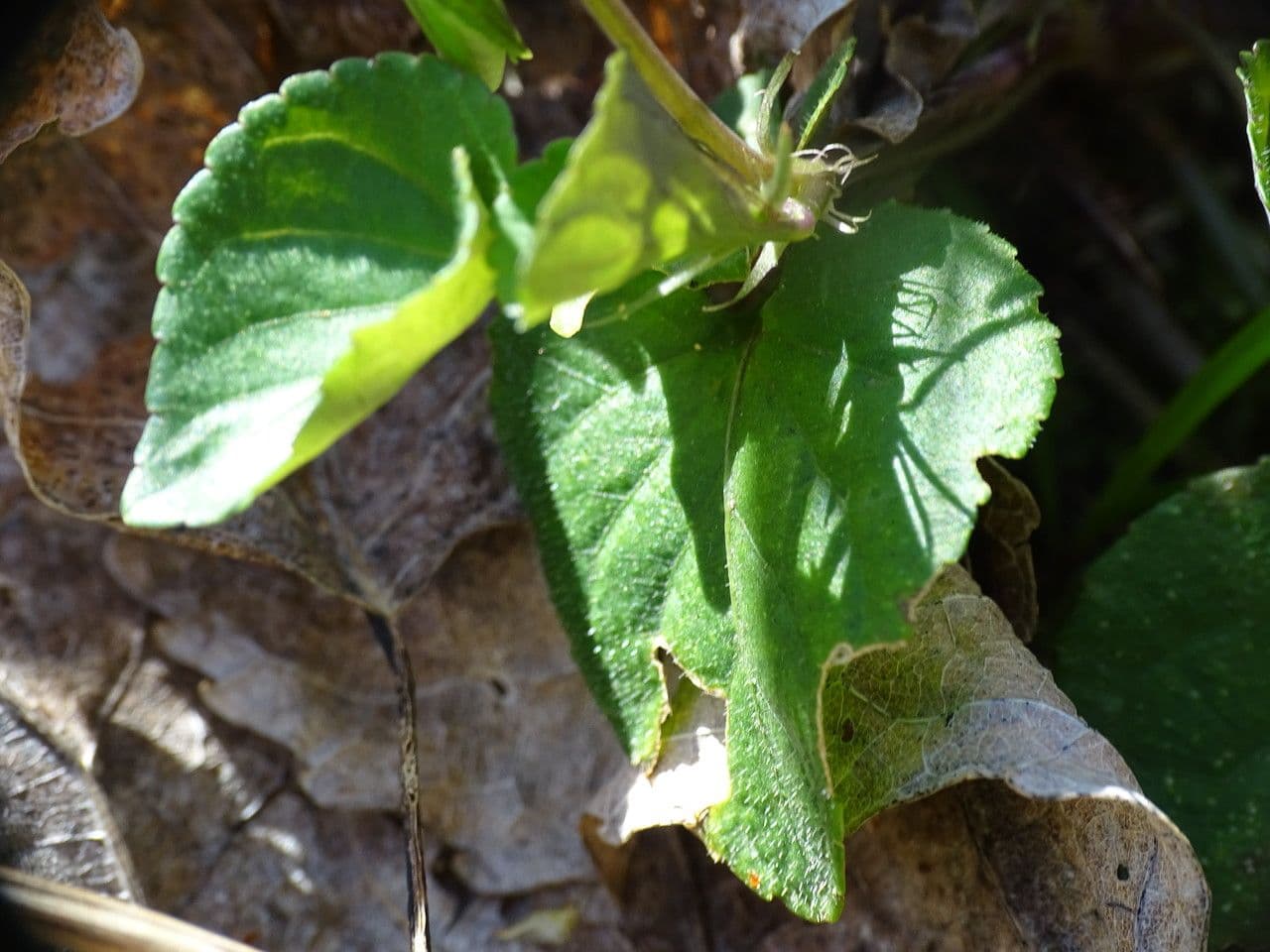 Viola di Rivinus 20