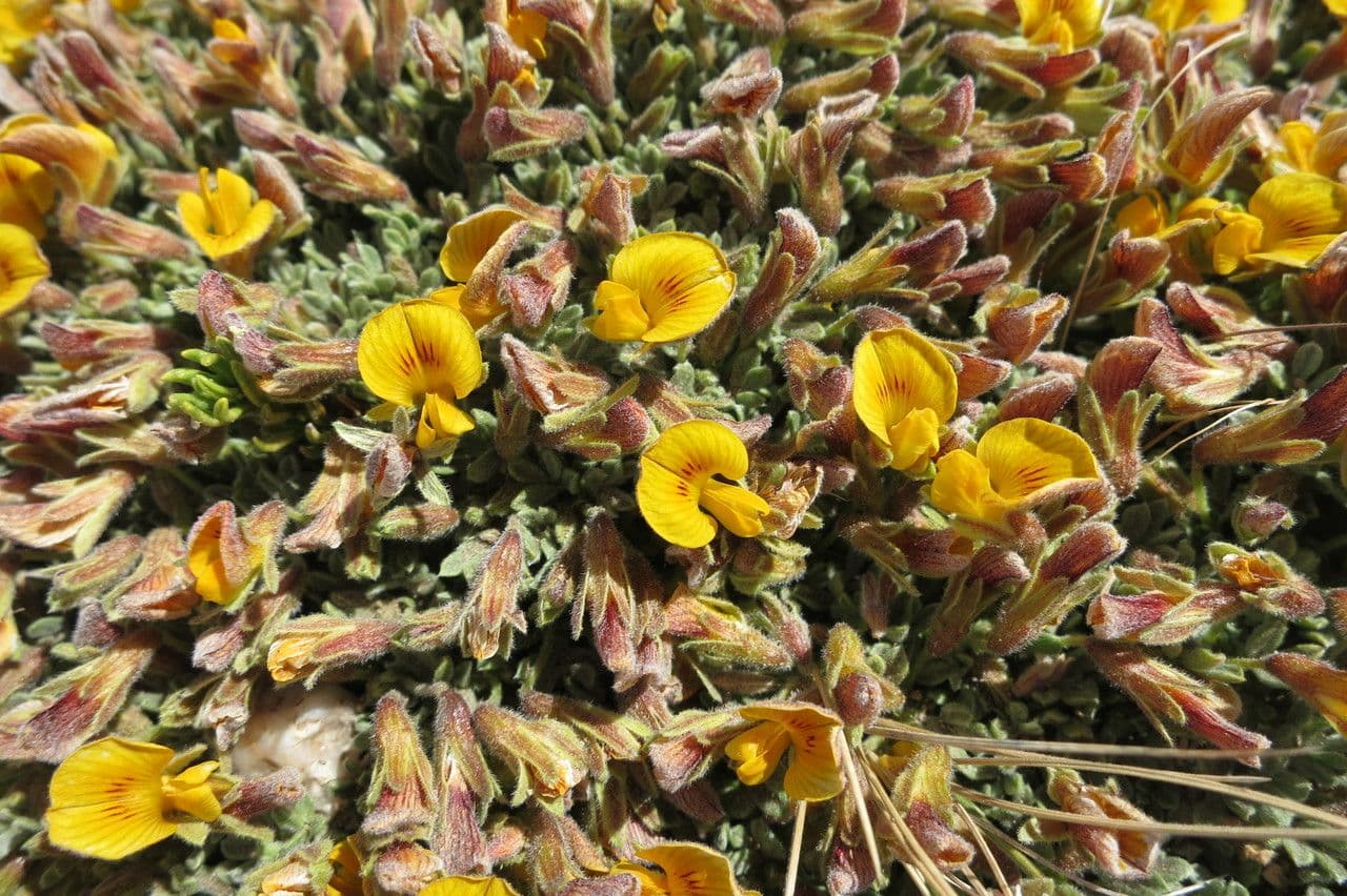 Adesmia 2