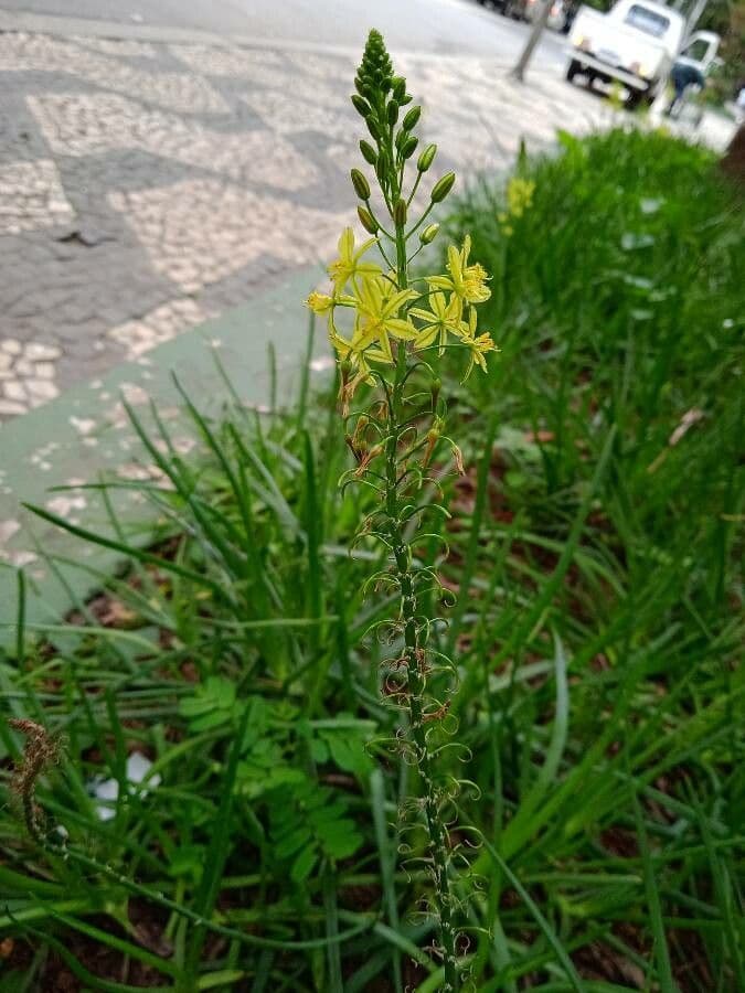 Bulbine arbustiva 13