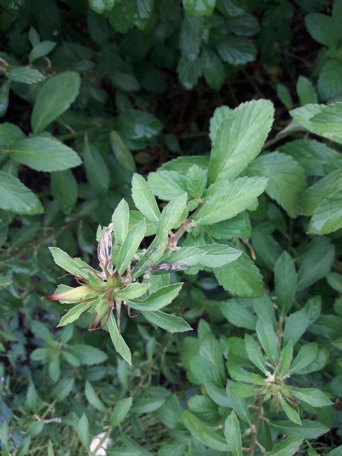 Turnera subulata 11