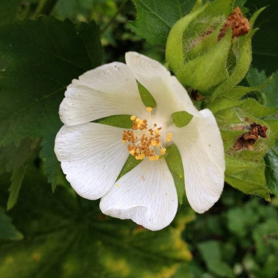 Malva verticillata 10