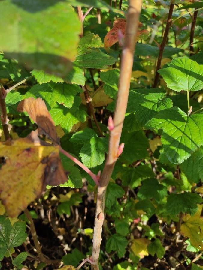 Ribes a fiori 25