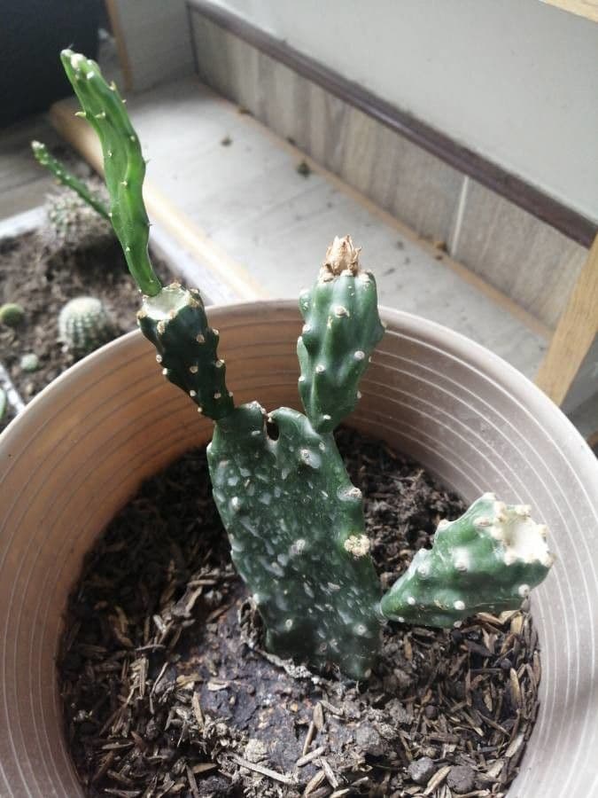Opuntia a tre spine 22