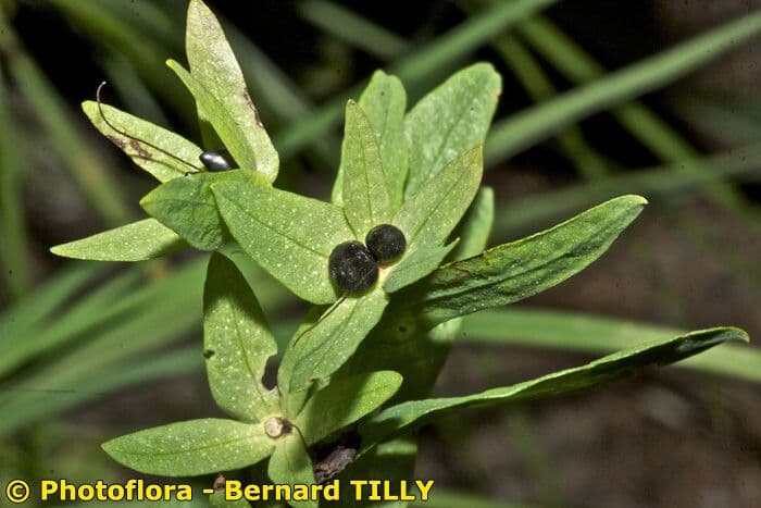 Cerinthe minor 4