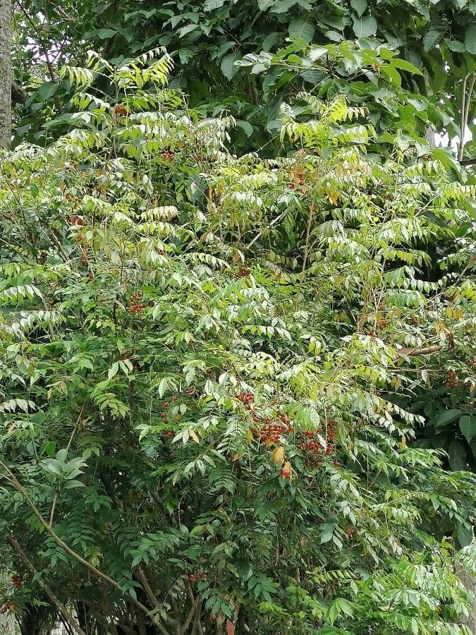 Picramnia pentandra 7