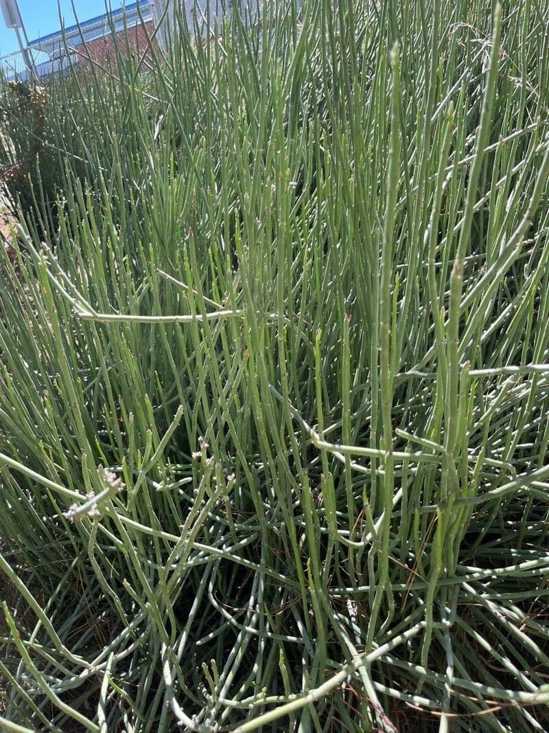 Euphorbia antisyphilitica 10