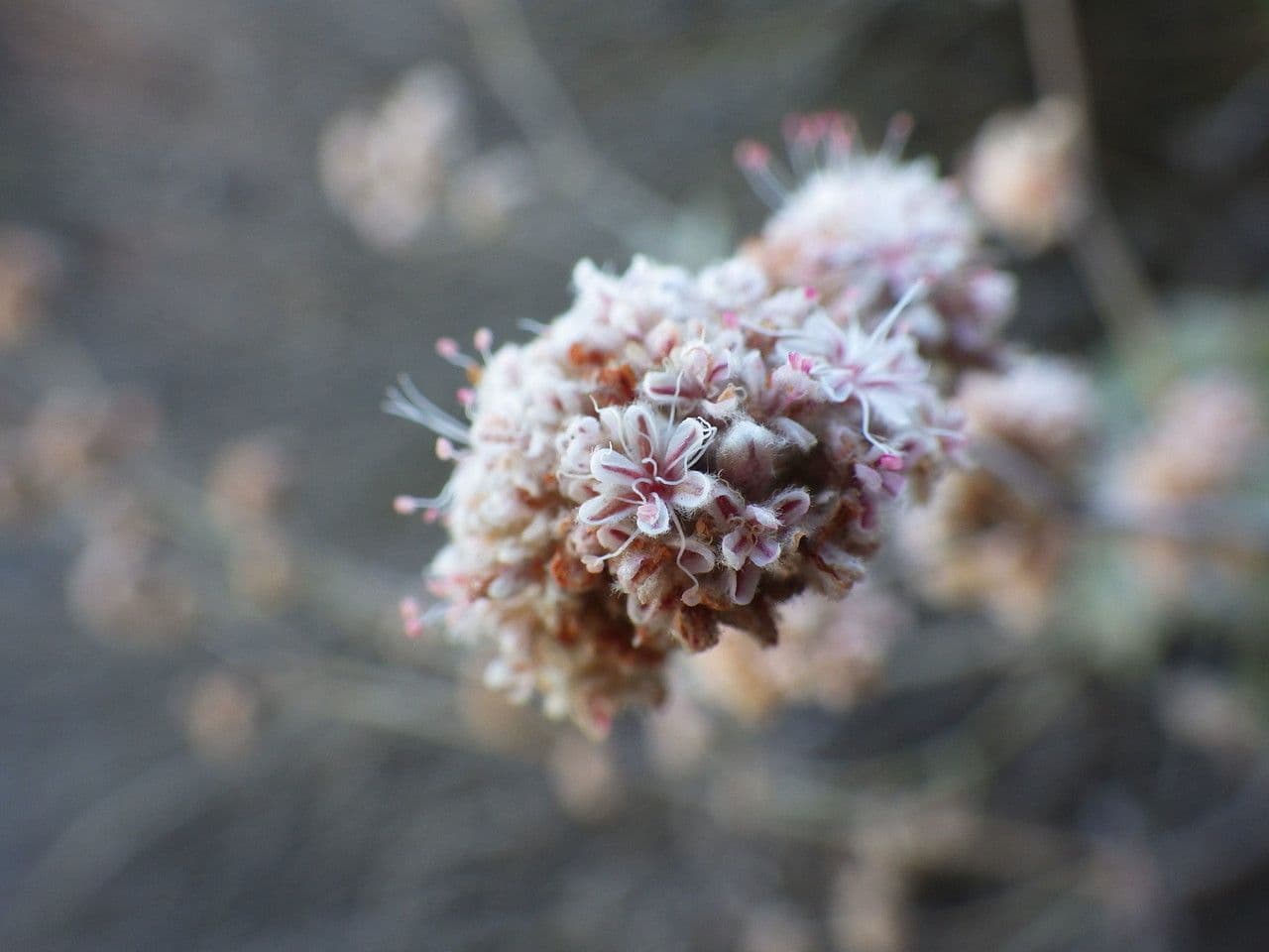 Eriogonum 3
