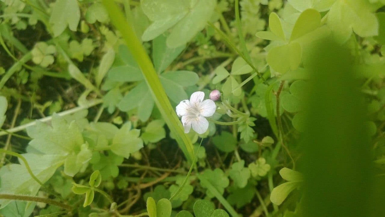 Phacelia bipinnatifida 8