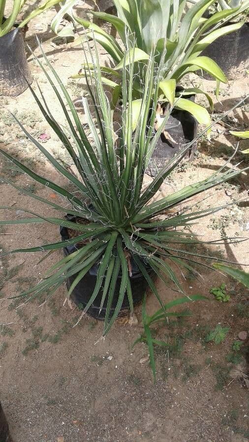 Agave 8