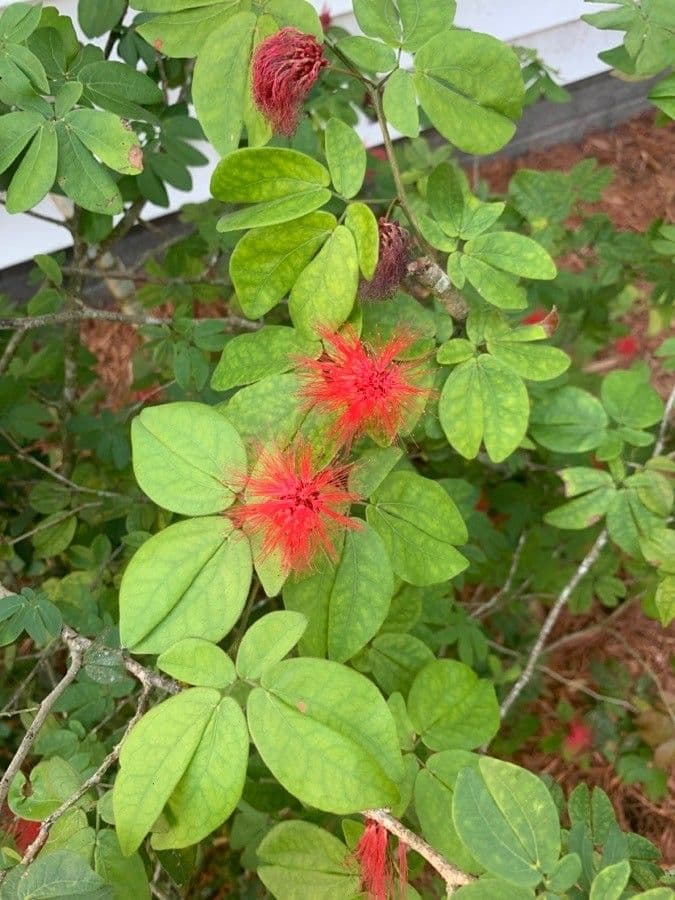 Calliandra 16