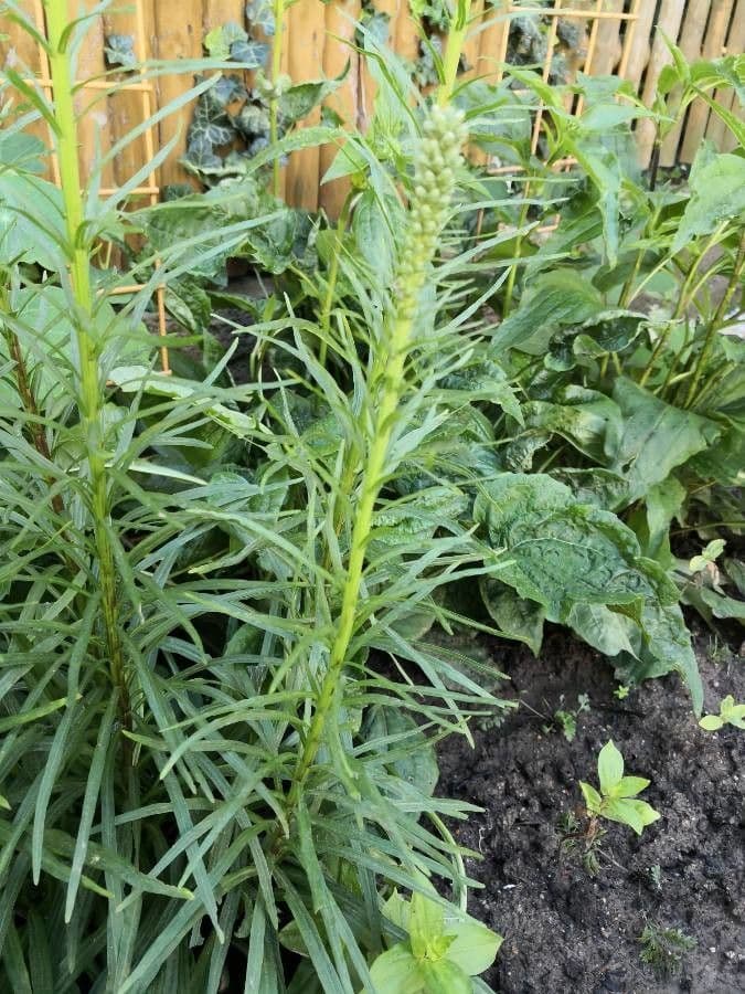 Liatris espigada 17