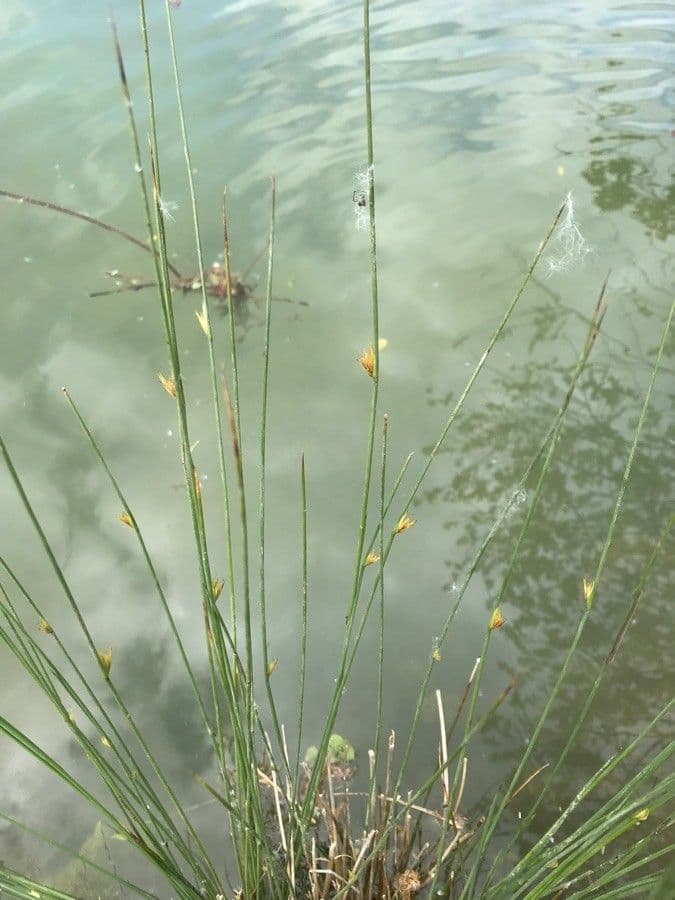 Giunco filiforme 16